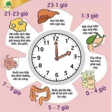 Lịch ăn uống lành mạnh